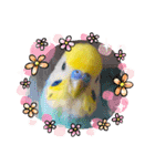 愛しのインコファミリー♪（個別スタンプ：15）