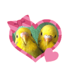 愛しのインコファミリー♪（個別スタンプ：17）