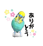 愛しのインコファミリー♪（個別スタンプ：24）