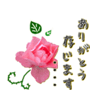 上品な薔薇〜カスタム〜（個別スタンプ：19）