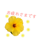 テンションhighビスカス（個別スタンプ：1）