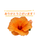 テンションhighビスカス（個別スタンプ：2）