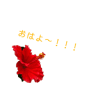 テンションhighビスカス（個別スタンプ：4）