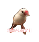 文鳥とシーズーの日常2（個別スタンプ：1）