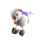 文鳥とシーズーの日常2（個別スタンプ：6）