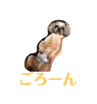 文鳥とシーズーの日常2（個別スタンプ：7）
