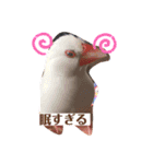 文鳥とシーズーの日常2（個別スタンプ：9）