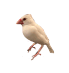 文鳥とシーズーの日常2（個別スタンプ：10）