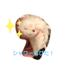文鳥とシーズーの日常2（個別スタンプ：15）