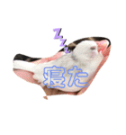 文鳥とシーズーの日常2（個別スタンプ：16）