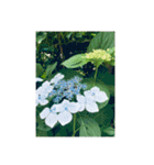 光ある植物＆海（個別スタンプ：1）