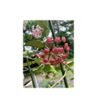光ある植物＆海（個別スタンプ：2）