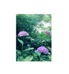 光ある植物＆海（個別スタンプ：4）