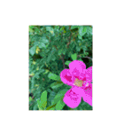 光ある植物＆海（個別スタンプ：7）