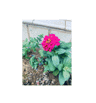 光ある植物＆海（個別スタンプ：8）