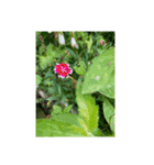 光ある植物＆海（個別スタンプ：11）