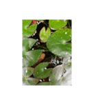 光ある植物＆海（個別スタンプ：13）