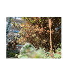 光ある植物＆海（個別スタンプ：14）