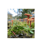 光ある植物＆海（個別スタンプ：18）