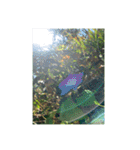 光ある植物＆海（個別スタンプ：29）