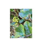 光ある植物＆海（個別スタンプ：30）