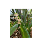 光ある植物＆海（個別スタンプ：37）