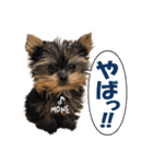 極小ヨーキーMONEさんのほっこりスタンプ-1（個別スタンプ：3）