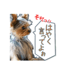 極小ヨーキーMONEさんのほっこりスタンプ-1（個別スタンプ：10）