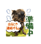 極小ヨーキーMONEさんのほっこりスタンプ-1（個別スタンプ：12）