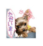 極小ヨーキーMONEさんのほっこりスタンプ-1（個別スタンプ：14）