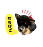 黒柴ふくさん（個別スタンプ：4）