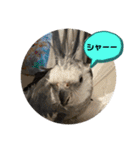 オカメとミニダックス（個別スタンプ：7）