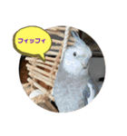 オカメとミニダックス（個別スタンプ：9）