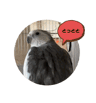 オカメとミニダックス（個別スタンプ：13）
