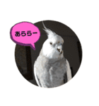 オカメとミニダックス（個別スタンプ：16）