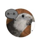 オカメとミニダックス（個別スタンプ：17）