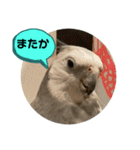 オカメとミニダックス（個別スタンプ：18）