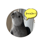 オカメとミニダックス（個別スタンプ：21）