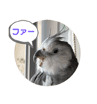 オカメとミニダックス（個別スタンプ：26）