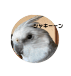 オカメとミニダックス（個別スタンプ：31）