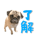 あんでぃ＆ろーじー（個別スタンプ：1）