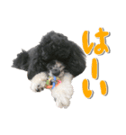 あんでぃ＆ろーじー（個別スタンプ：3）