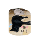コンスタンスだよ3（個別スタンプ：8）