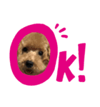 柑子木家のお犬様たち（個別スタンプ：2）