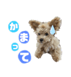 柑子木家のお犬様たち（個別スタンプ：8）