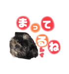 柑子木家のお犬様たち（個別スタンプ：9）