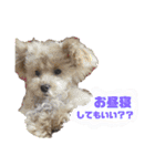 柑子木家のお犬様たち（個別スタンプ：10）