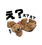 柑子木家のお犬様たち（個別スタンプ：14）
