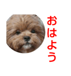 チップのかわいいスタンプ9（個別スタンプ：1）