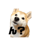 犬の名前はカイです（個別スタンプ：1）